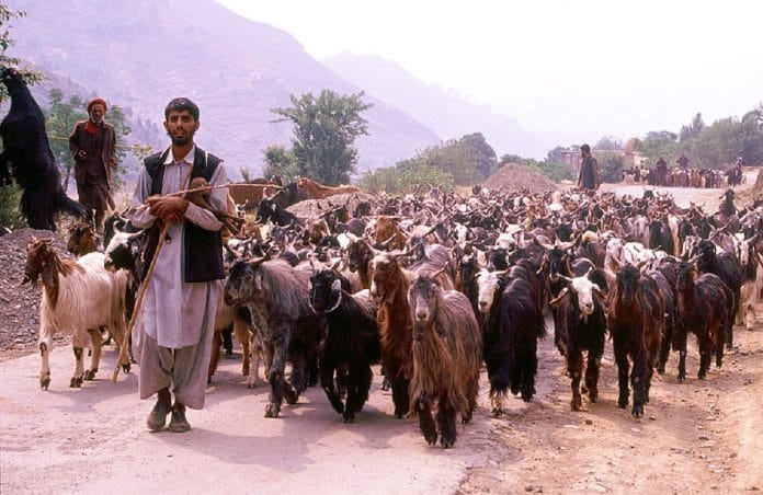 बक्करवाल समुदाय