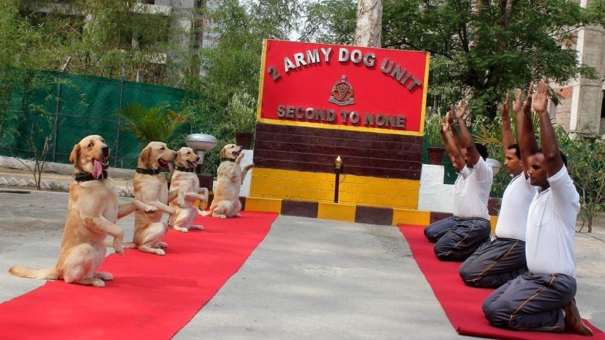 army dog unit