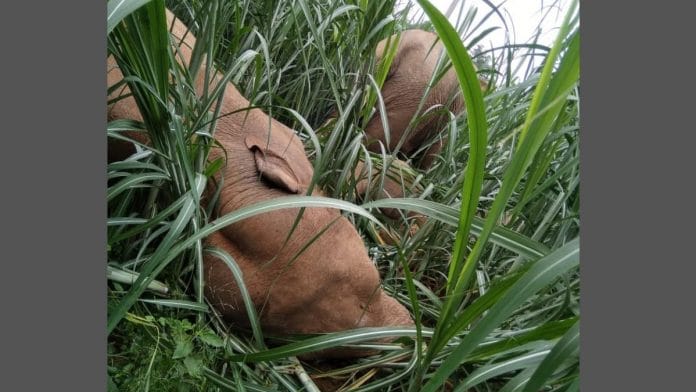 news on elephant-human conflict