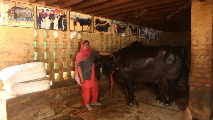 हरियाणा के किसान सुखदेव की पत्नी/ फोटो/मनीषा मोंडल/दिप्रिंट