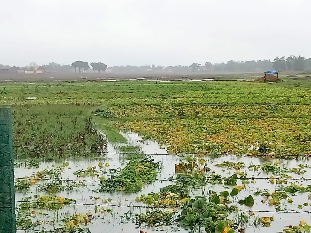 झारखंड में किसान का खेत जो फसल के साथ पानी में डूब गया/ आनंद दत्ता/दिप्रिंट
