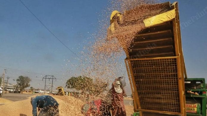 तुरंत कटाई करके लाए गए गेहूं को क्लीनिंग मशीन में रखते हुए मजदूर । मनीषा मोंडल/दिप्रिंट