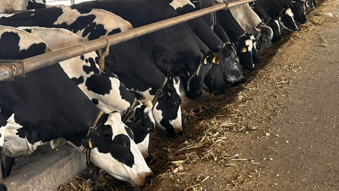 गुजरात के गोपालपुरा में एक डेयरी फार्म में महंगे चारे को चरती गायें | फोटो : मधुपर्ण दास | दिप्रिंट