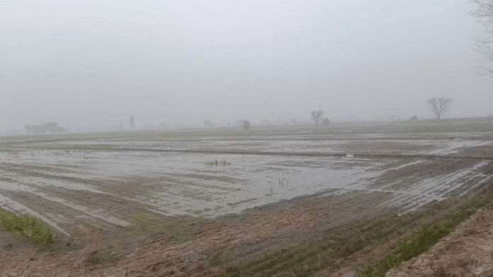 फतेहाबाद के ठुइयां गांव में खेतों में भरा पानी | फोटो: स्पेशल अरेंजमेंट