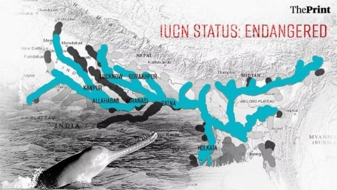 गंगा डॉल्फिन मुख्य रूप से भारत, बांग्लादेश और नेपाल में गंगा और ब्रह्मपुत्र तथा उनकी सहायक नदियों में पाई जाती है | क्रेडिट: IUCN वेबसाइट | चित्रण वासिफ खान/दिप्रिंट