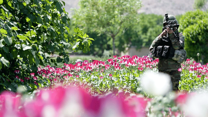 Afghanistan Opium